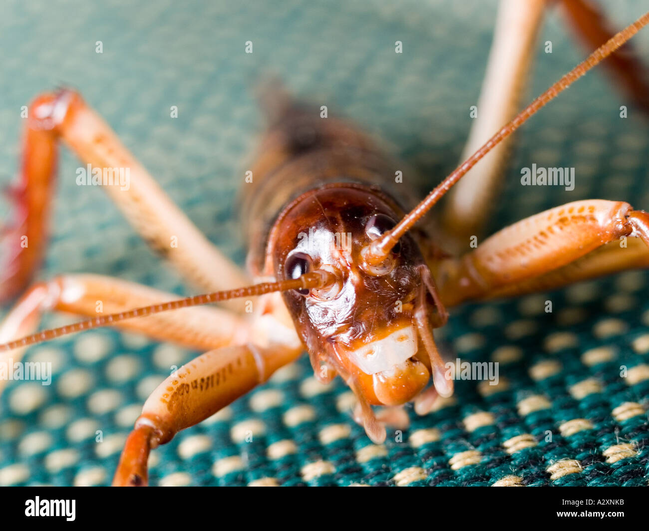 Close up of a weta an exotic insect related to grasshoppers crickets and locusts Stock Photo