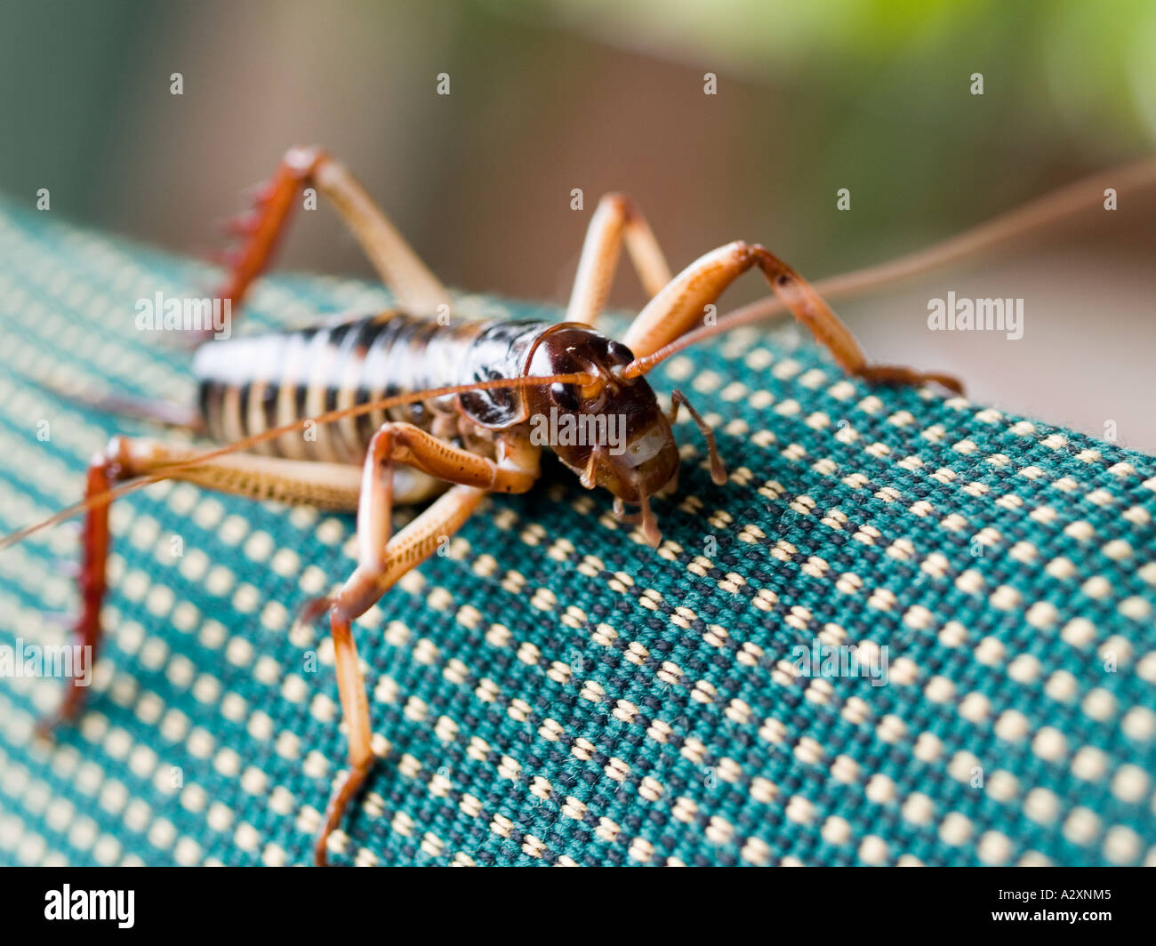 This weta an exotic insect related to grasshoppers crickets and locusts clings to a chair Stock Photo