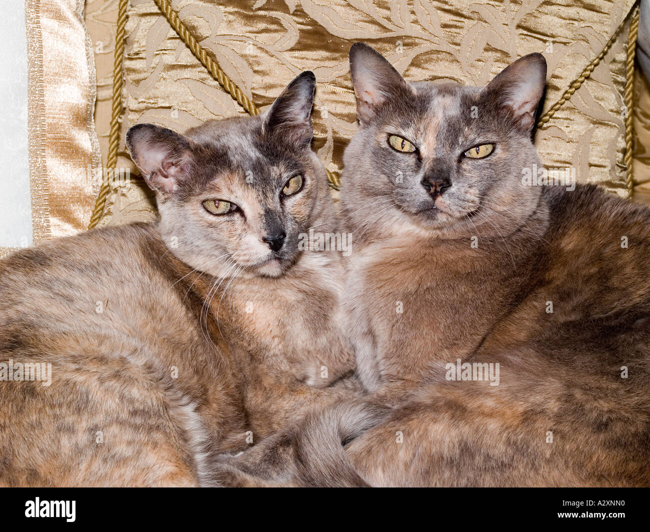 Two Tortoiseshell Burmese cats cuddled up together like a mirror image