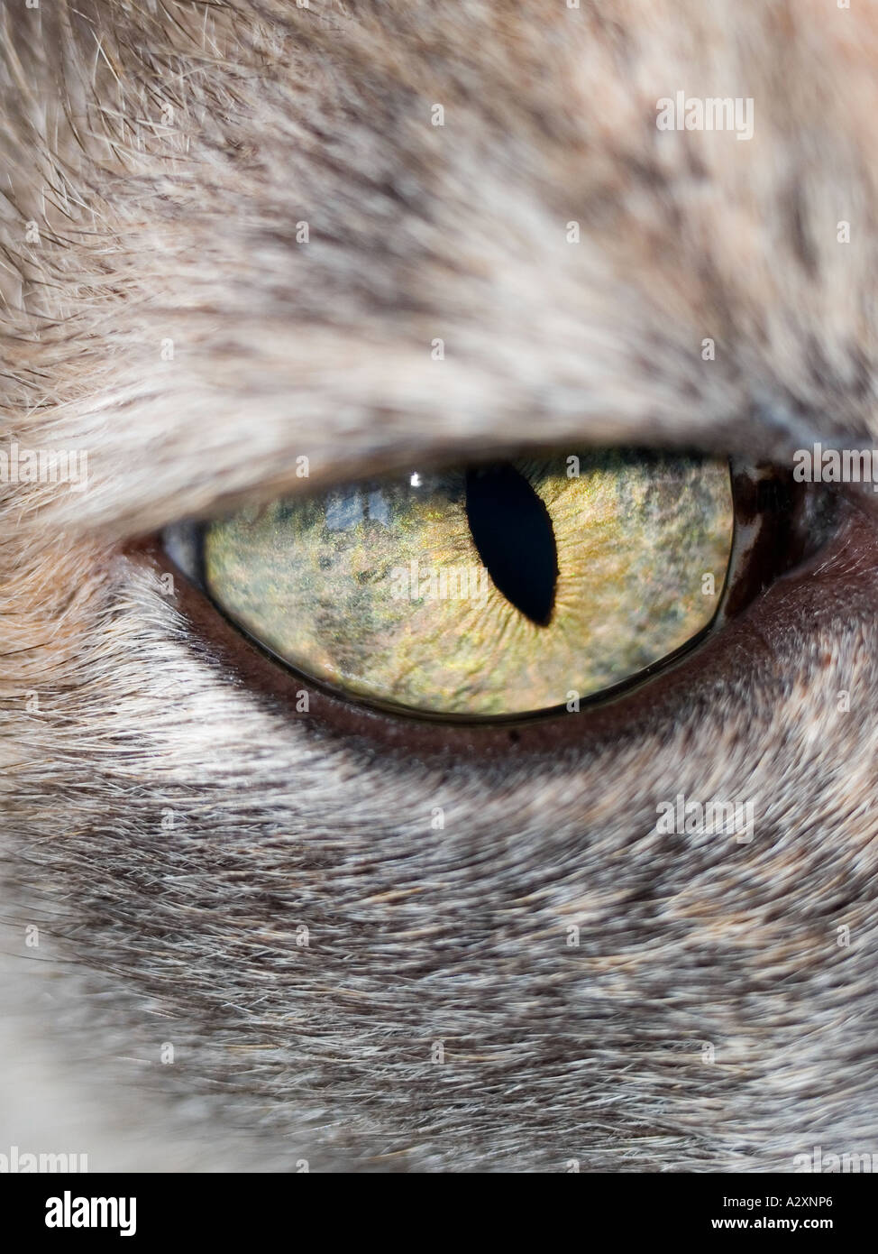 Close up of the intense gaze of a light green cat's eye Stock Photo