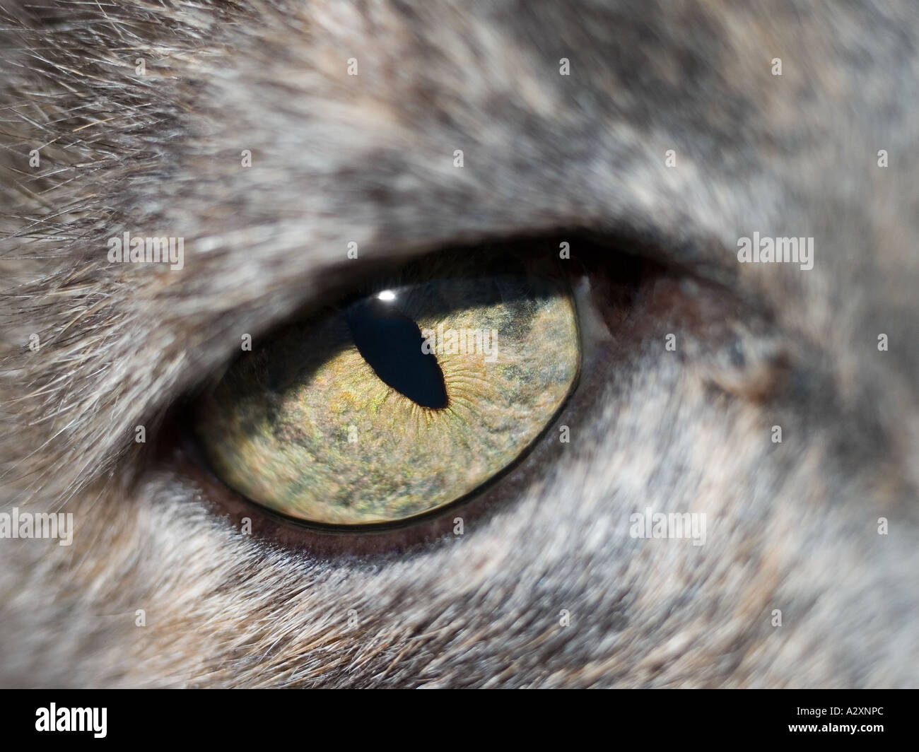 Close up of a watchful light green cat's eye Stock Photo