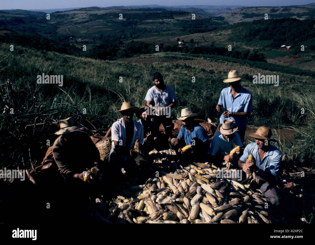 Parana Province, Brazil: Farmers hold their first crop of corn at the succesful land invasion at Vitoria. Stock Photo