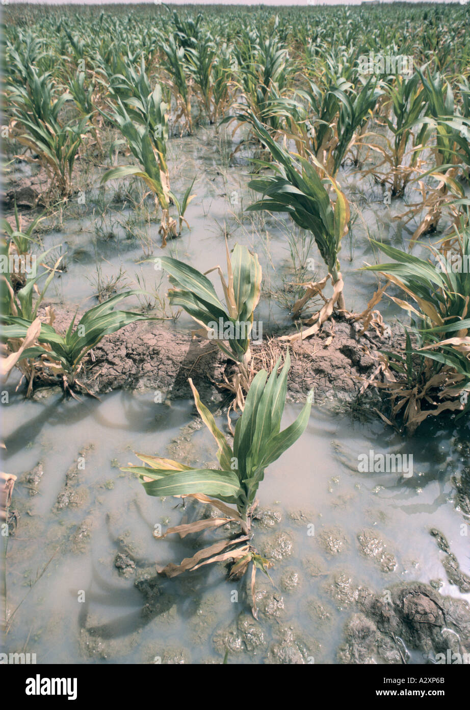 mali dire irrigation Stock Photo - Alamy