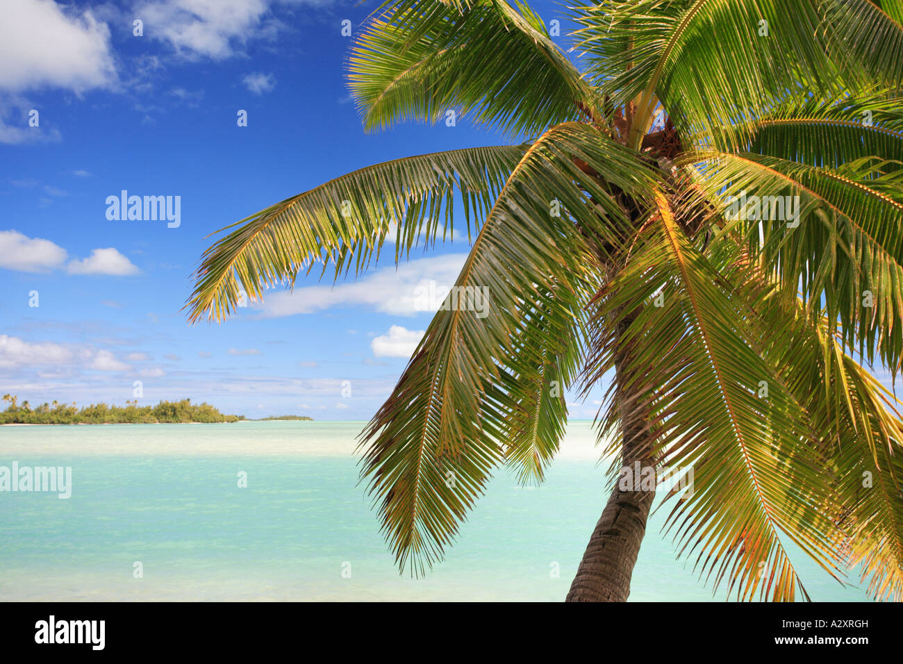 Palm tree lined beach Aitutaki Cook islands Polynesia Stock Photo