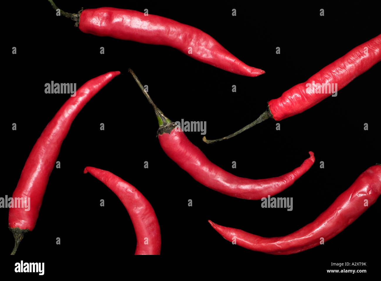 Red Chile Peppers Against a Black Background Capsicum Annum Stock Photo