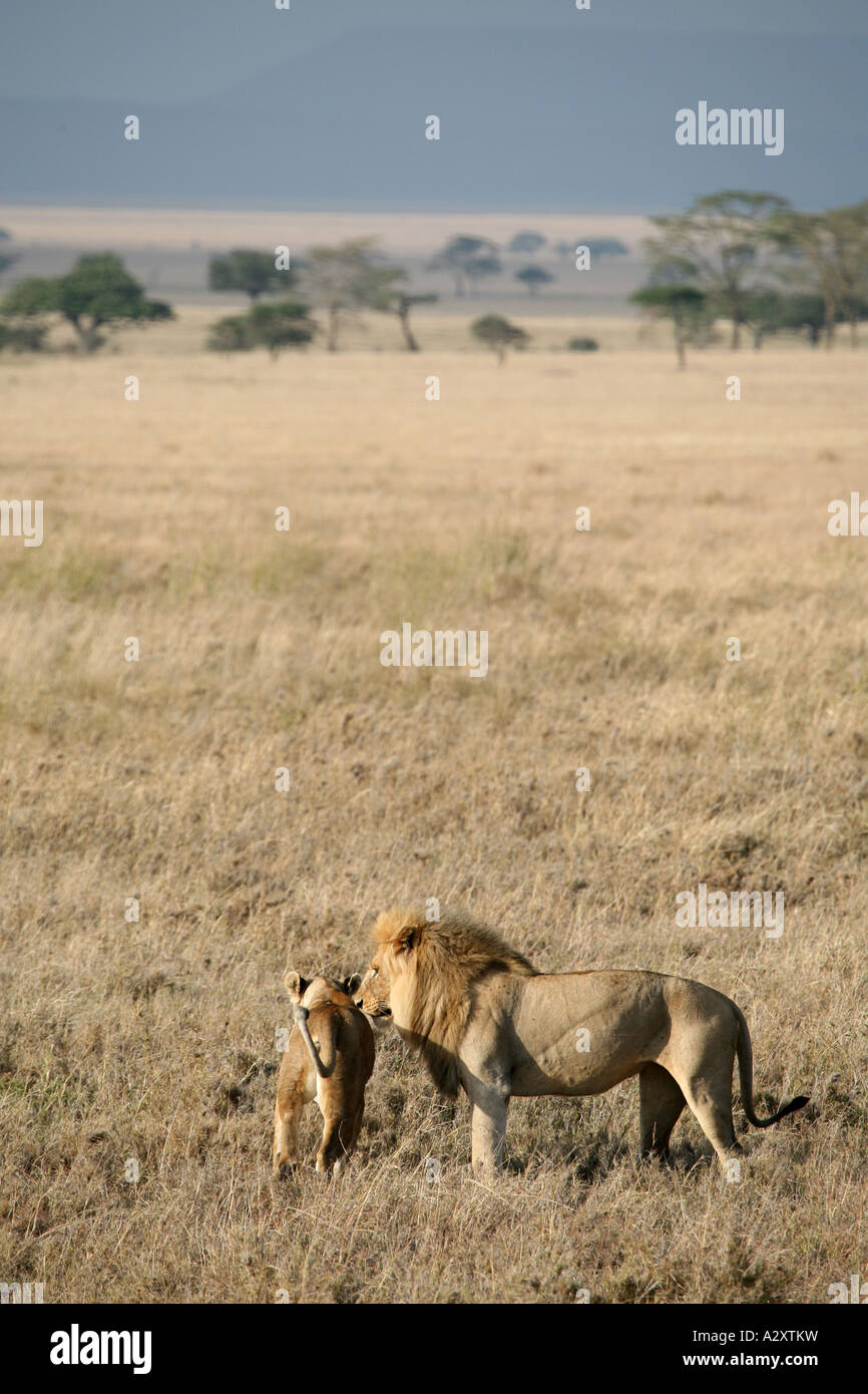 Mating lions Serengeti Stock Photo - Alamy