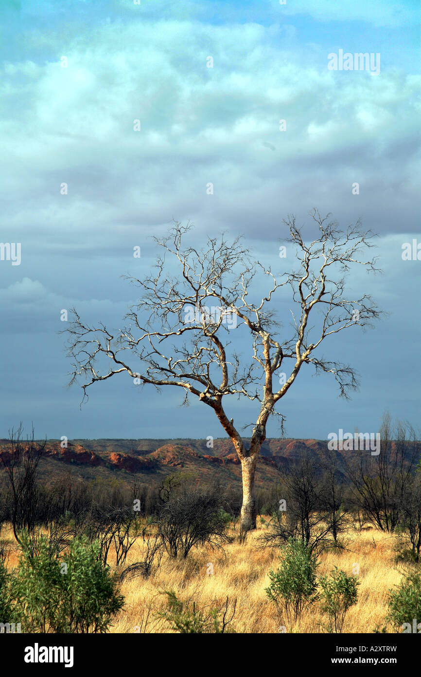 Alice springs desert park art hires stock photography and images Alamy