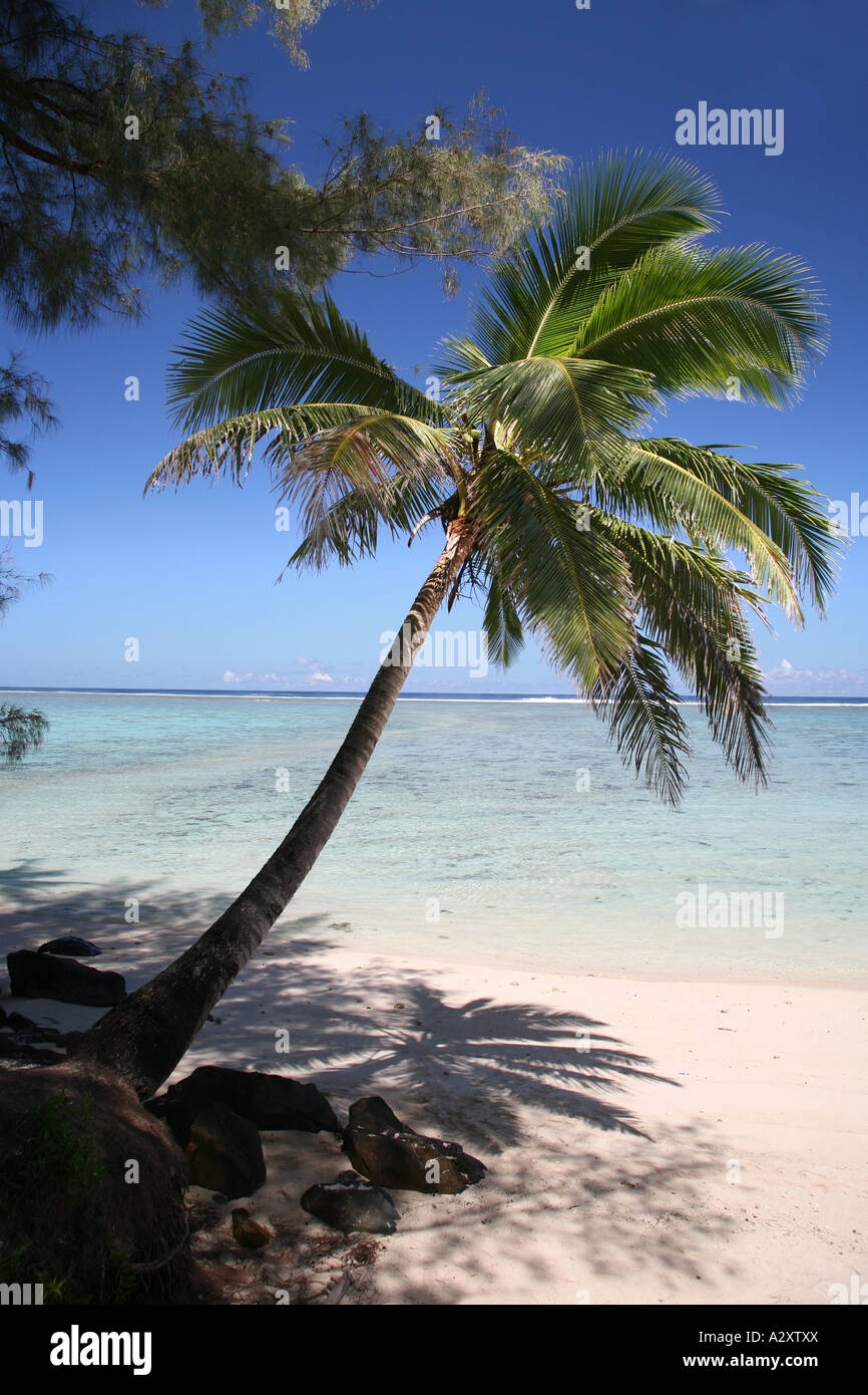 Palm tree south beach near muri rarotonga cook islands Stock Photo