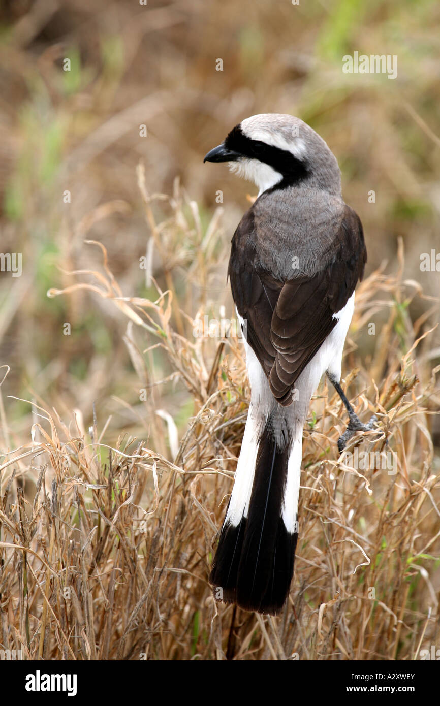 African Savana Bird Tanzania Serengeti Stock Photo - Alamy