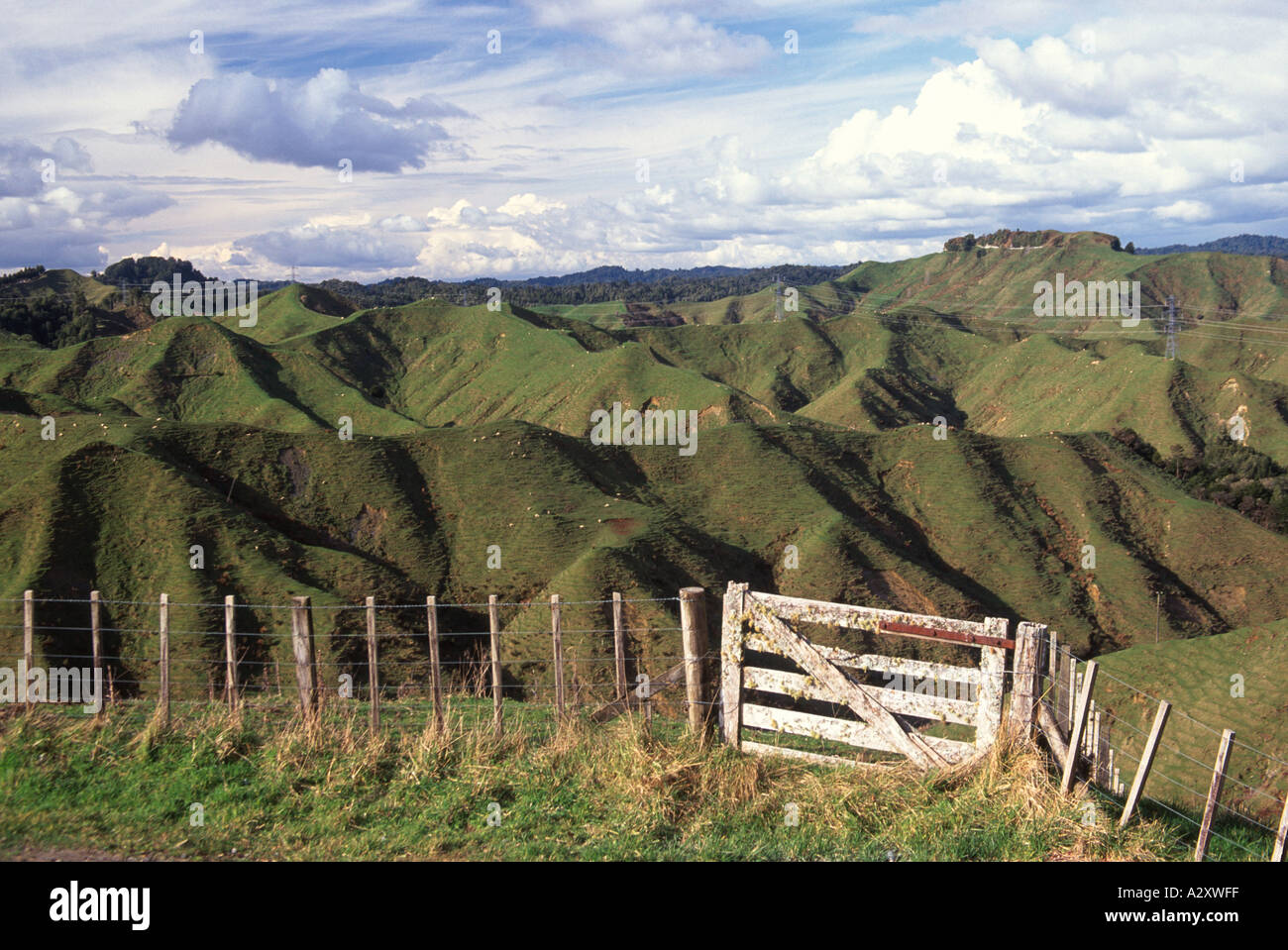 Farm near Whangamomona Stratford Taumarunui Road North Island New