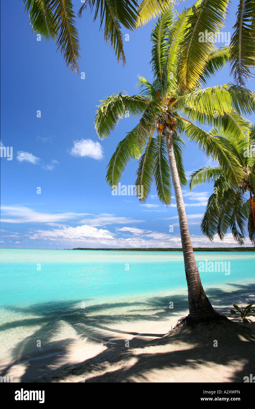 Palm trees itutaki beach Cook islands Polynesia Stock Photo