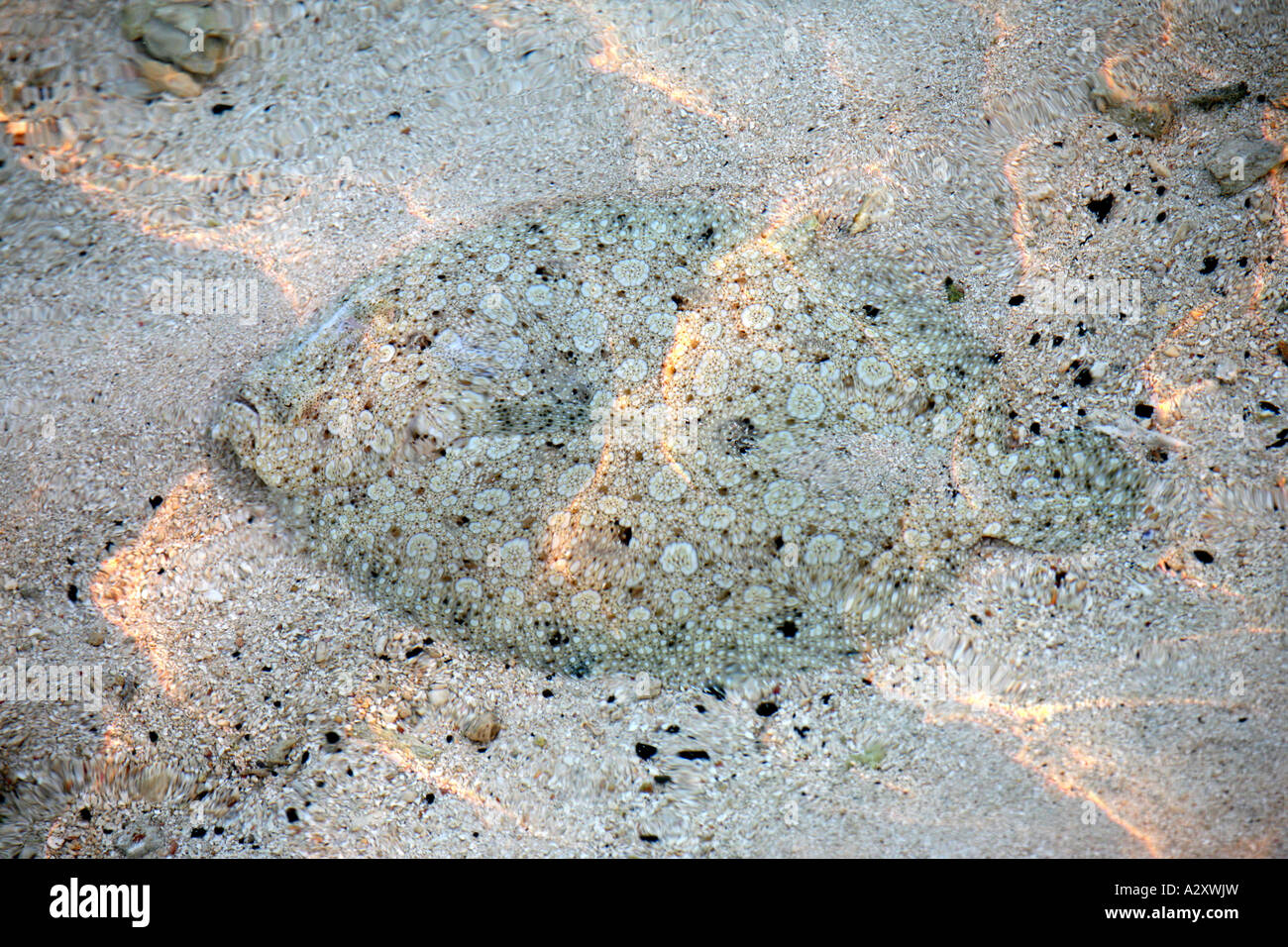 Flounder Sole Flat bottom fish camouflage Stock Photo