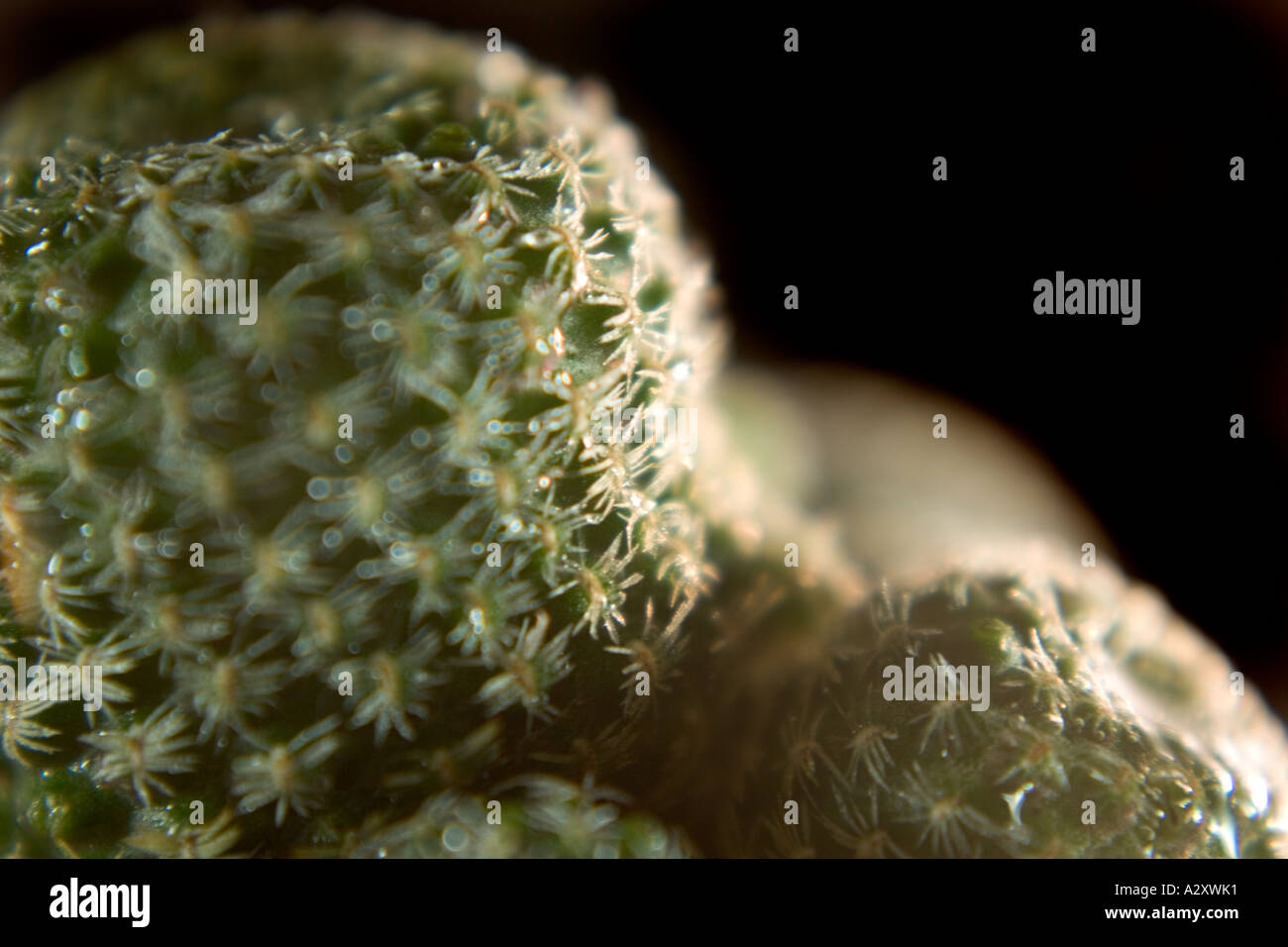 Green Rebutia Cactus macro Stock Photo