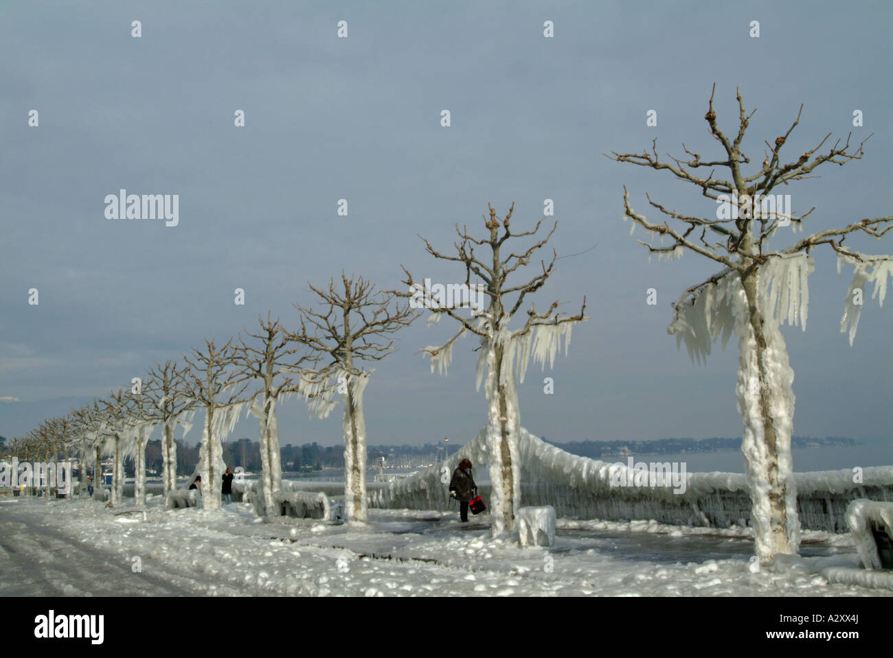 Trees with icicles. Versoix. Geneva. Lac Leman. Lake Geneva. Stock Photo