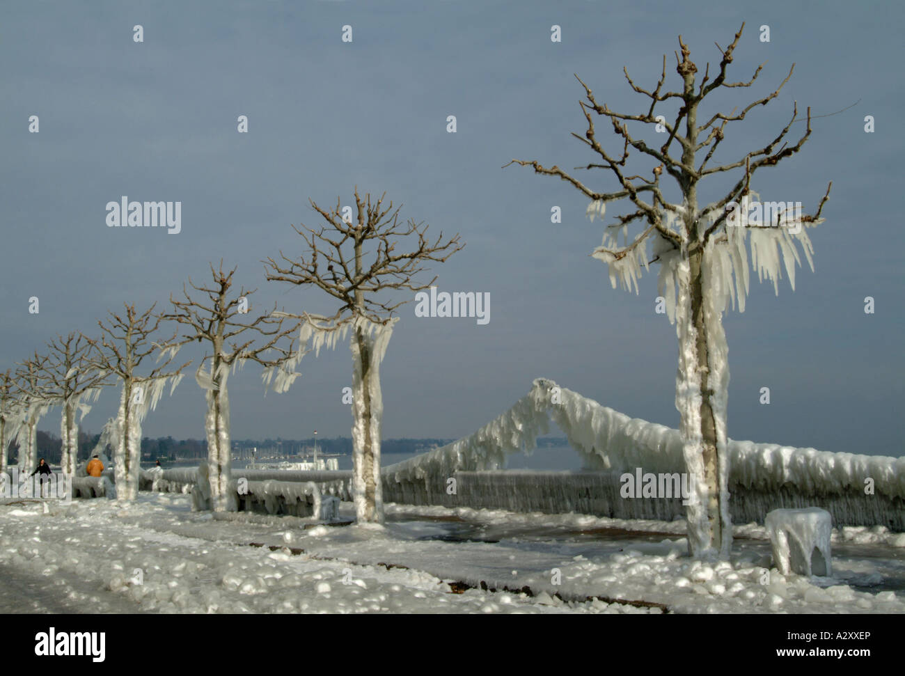 Iced Trees. Versoix. Geneva. Lac Leman. Lake Geneva. Genfersee. Stock Photo