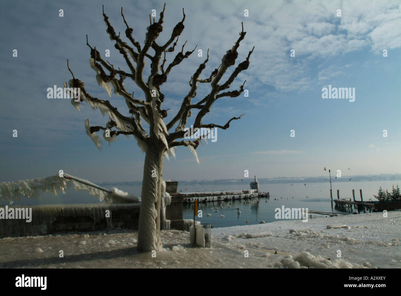 Iced Tree. Versoix. Geneva. Lac Leman. Lake Geneva. Stock Photo