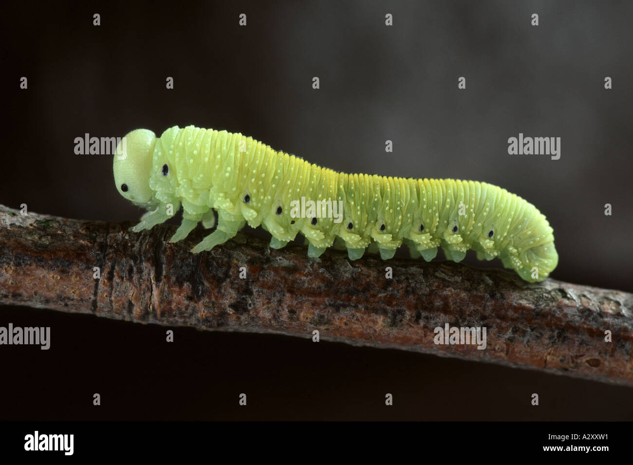 Birch Sawfly Larva - Cimbex femoratus Stock Photo