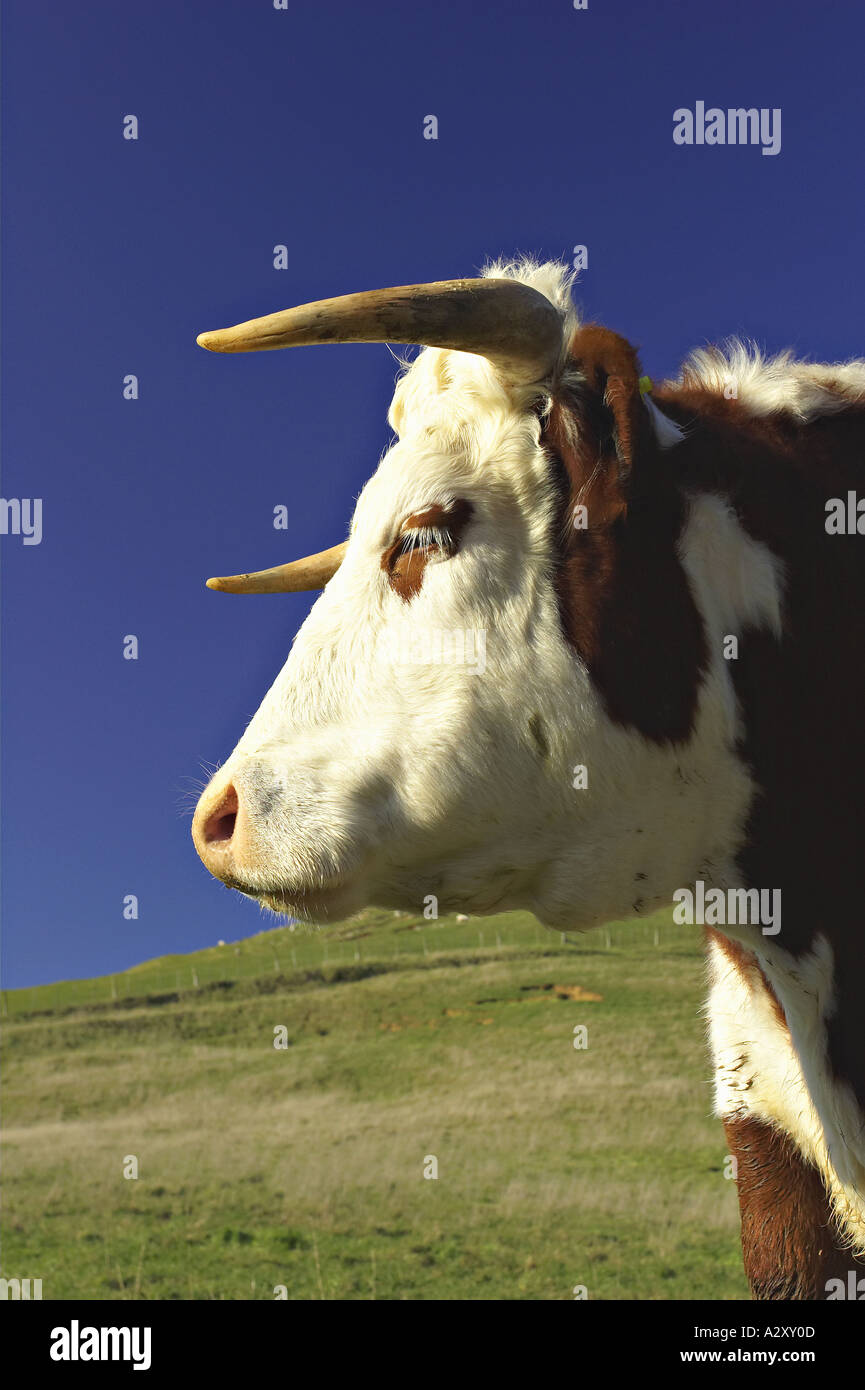 Closeup cow hi-res stock photography and images - Alamy