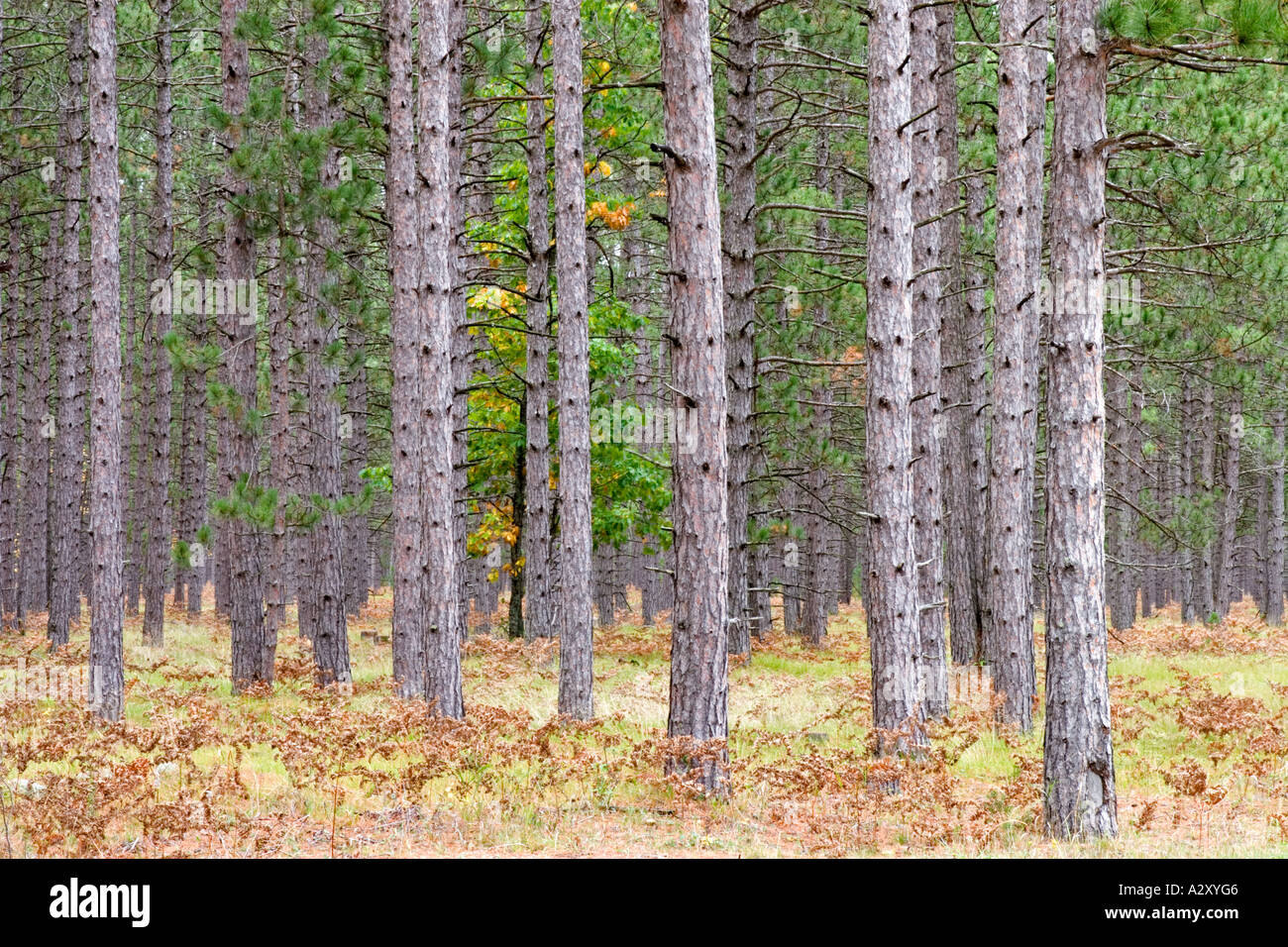 Young pine tree hi-res stock photography and images - Alamy