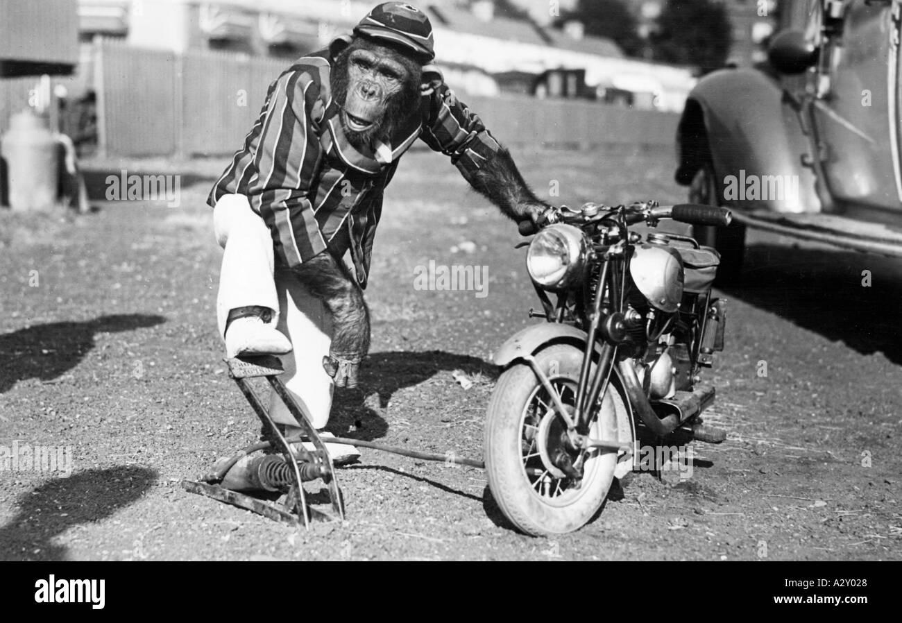 We maintain law and order on our roads This little joke was staged by a Dutch photographer for his readers in 1949 The picture is one of a series in which a circus chimpanzee services his own motorcycle sets out on a trip and becomes entangled in a police check Auf unseren Strassen herrscht Recht und Ordnung Diesen Spass fuer die Leser inszeniert ein hollaendischer Fotograf 1949 Das Bild stammt aus einer Serie mit einem Zirkusschimpansen der sein Motorrad selbst wartet eine Spazierfahrt unternimmt und dann in eine Polizeikontrolle geraet Curious Moments S 208 Stock Photo
