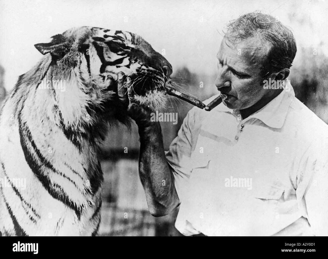 Circuses were among the most popular leisure entertainment in the 1920s With a strong grip the animal tamer is seen here training his favorite tiger to smoke a good Havana cigar after a hard day s work Der Zirkus gehoert in den zwanziger Jahren zu den beliebtesten Freizeitvergnuegen Mit festem Griff bewegt hier ein Dompteur seinen Lieblingstiger dazu ihm nach getaner Arbeit eine gute Havanna anzuzuenden Curious Moments S 338 Stock Photo