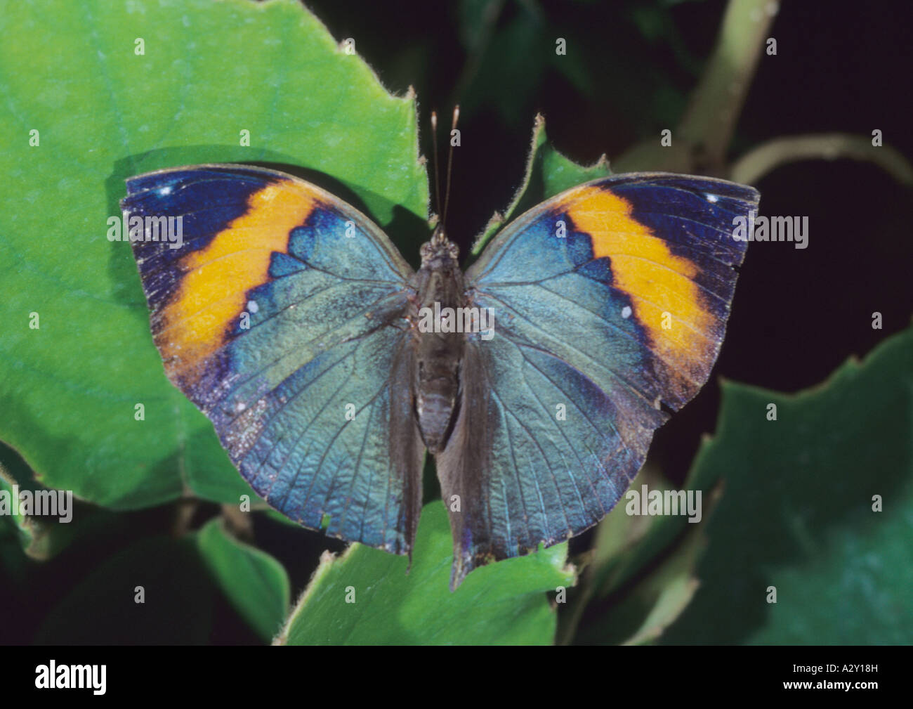 Kalia Insect Kallima butterfly hi-res stock photography and images - Alamy