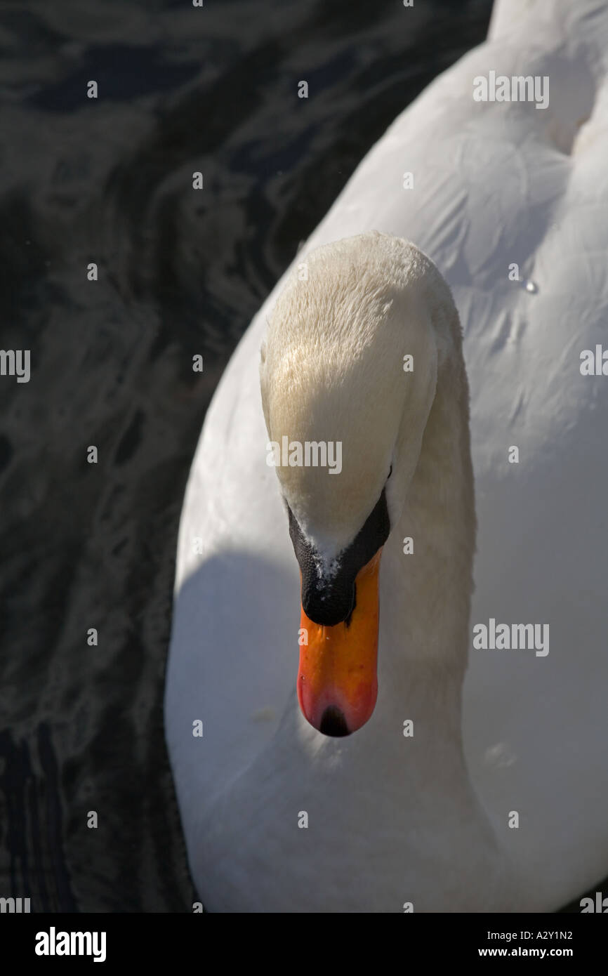 Closeup of a swan in Britain Stock Photo