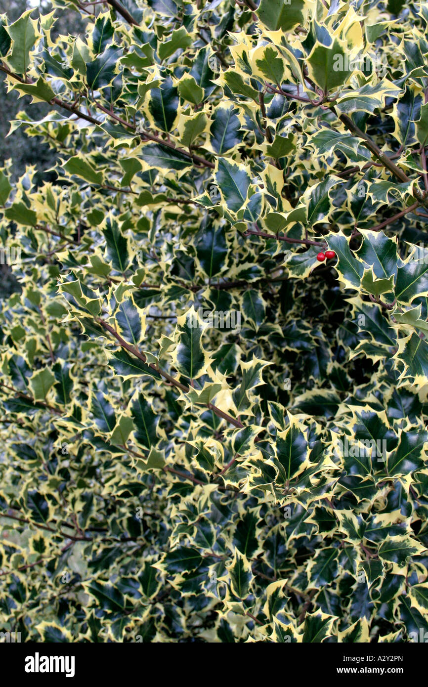 Ilex aquifolium aureomarginata Stock Photo