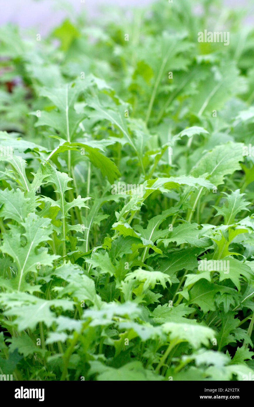 Mizuna Japanese salad greens Stock Photo Alamy