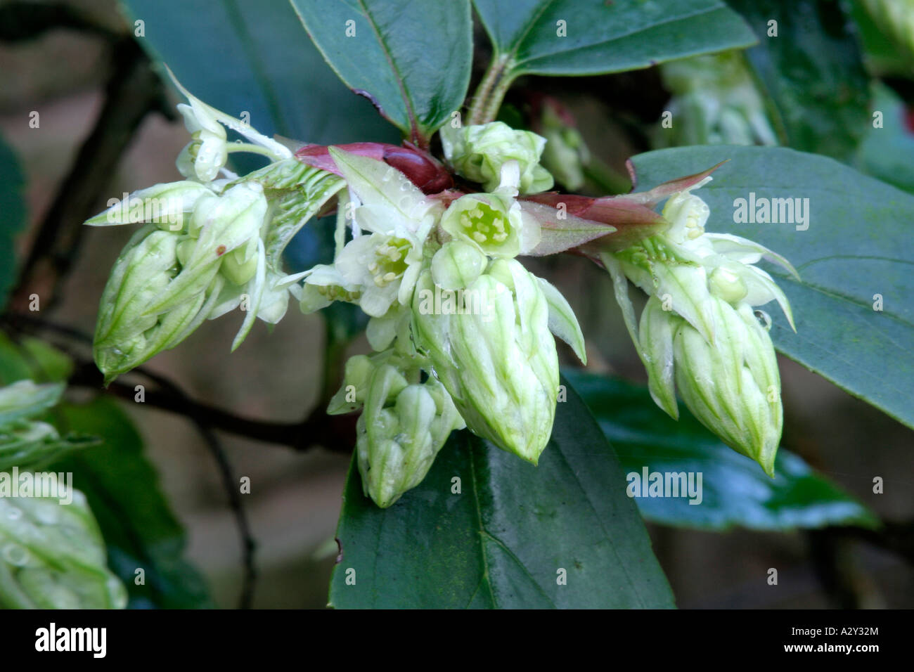 Ribes laurifolium Stock Photo