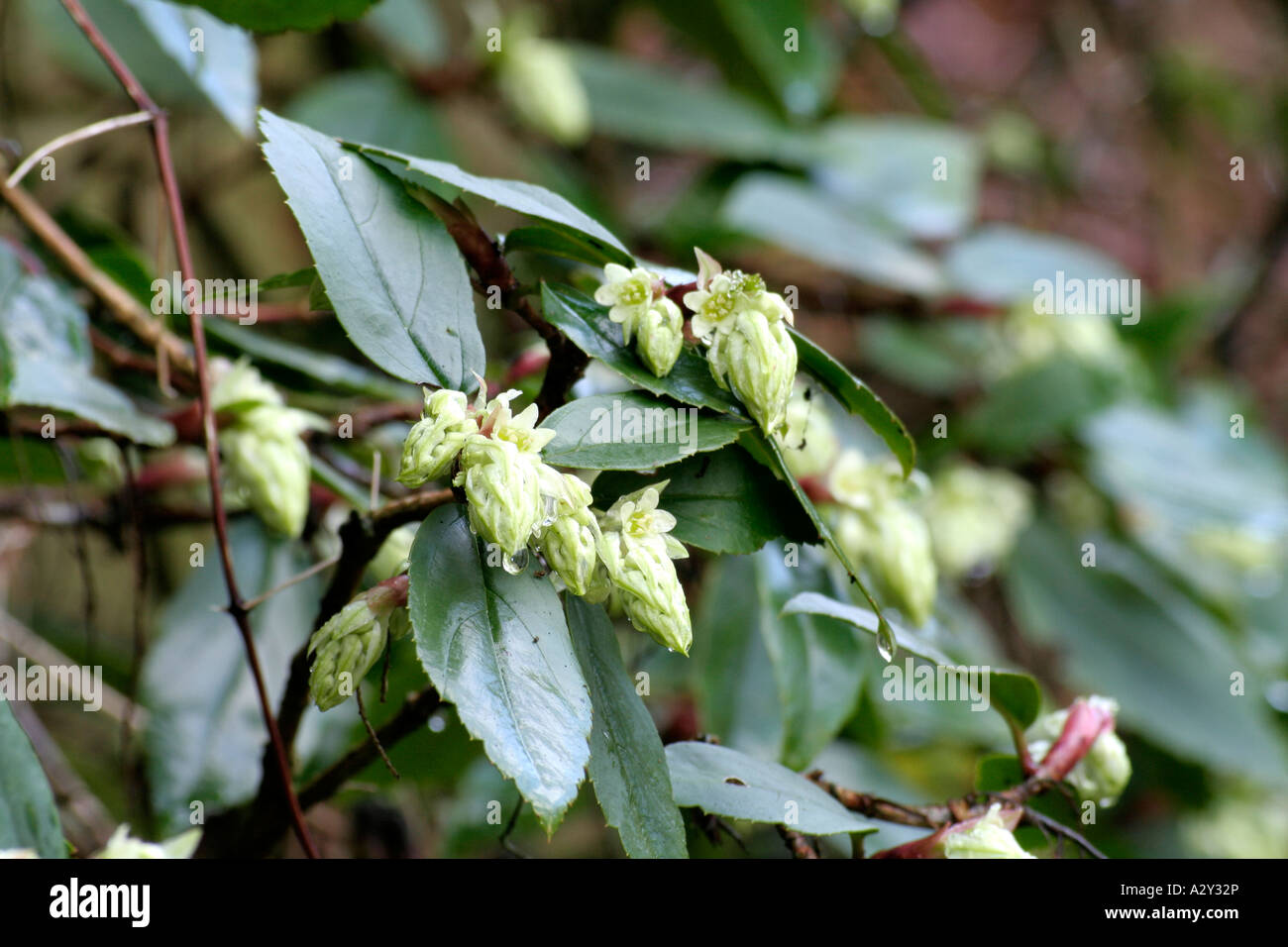 Ribes laurifolium Stock Photo