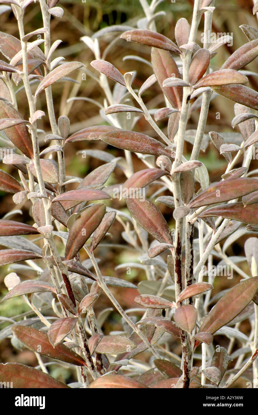 Corokia x virgata Frosted Chocolate Stock Photo Alamy