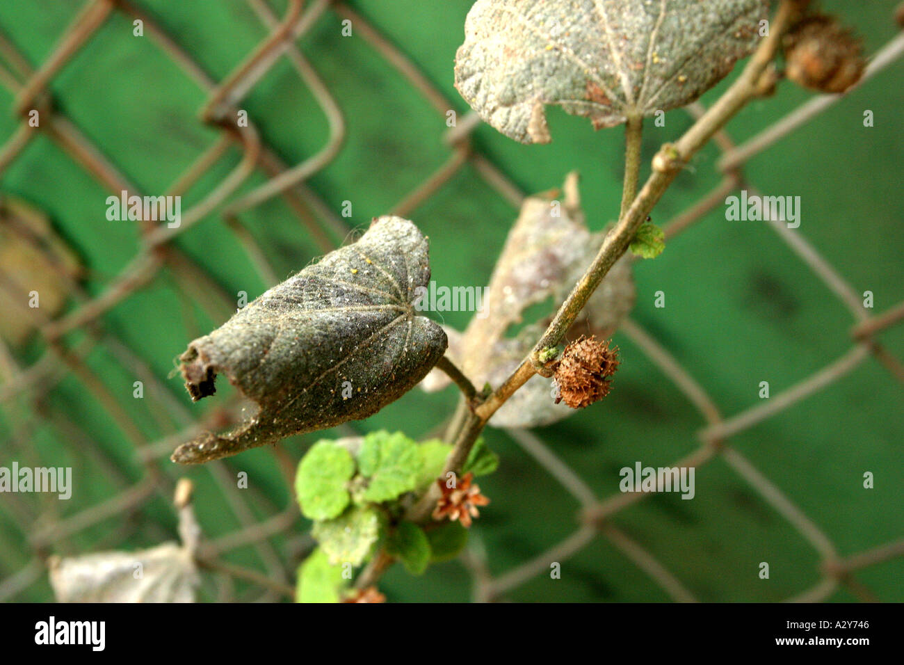 pollution plant contamination environment protection section leaf death withered faded sear sere Stock Photo