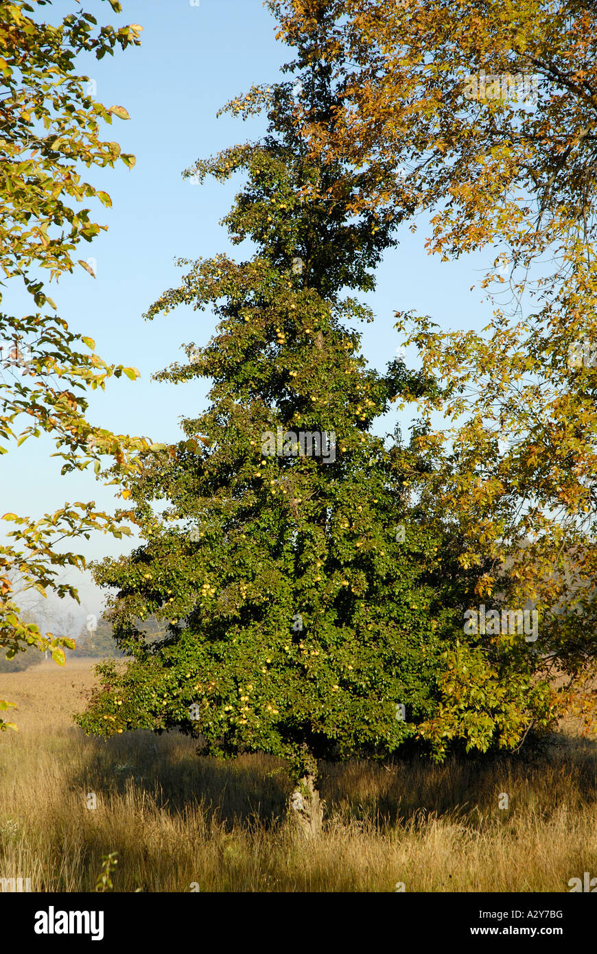 Pear Tree with fruit on the branches Stock Photo