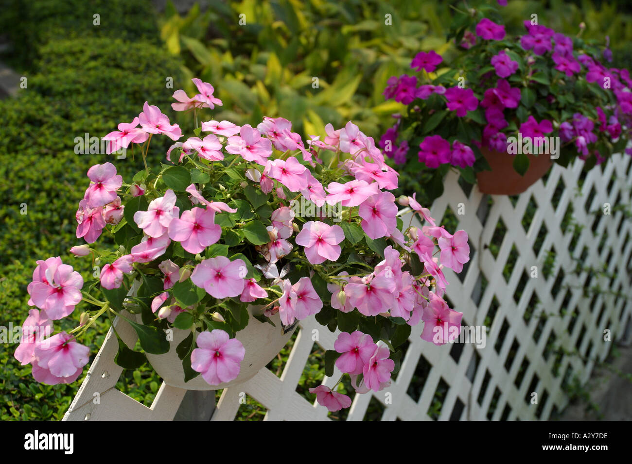 flowering shrubs clusters purple outdoor fence bamboo twigs hedge white red pink Stock Photo