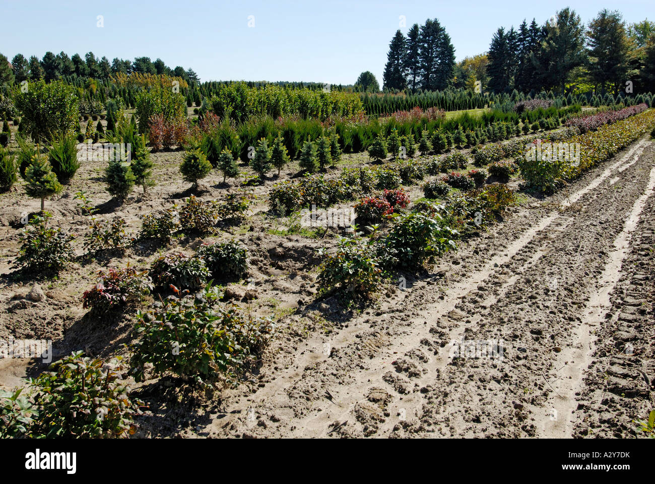 Landscape nursery where bushes trees plants are grown for retail sale ...