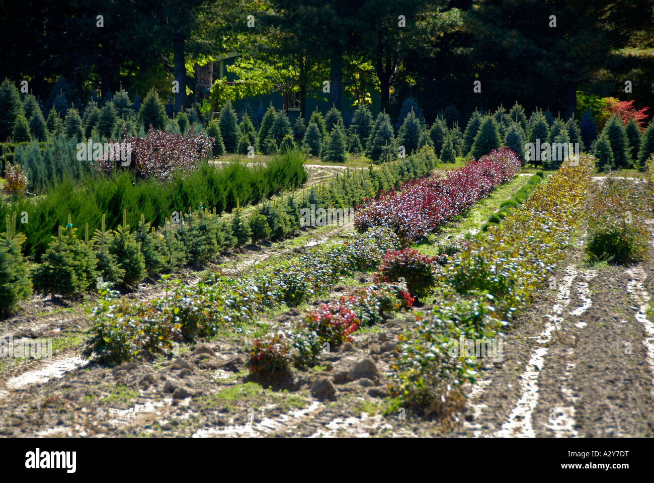 Landscape nursery where bushes trees plants are grown for retail sale ...