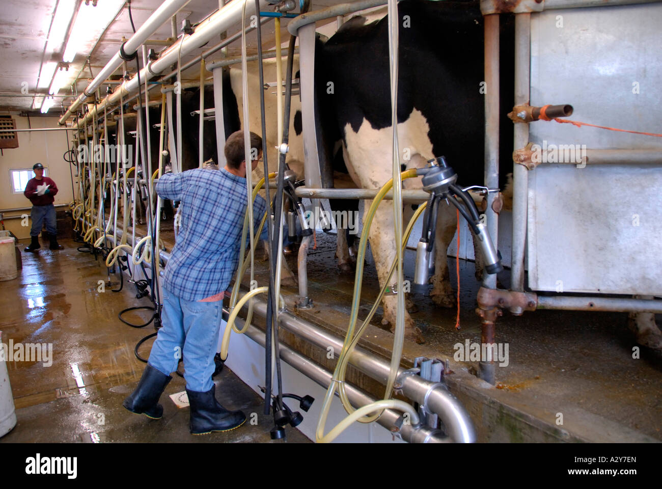 Farmer milks dairy cattle with latest technology Stock Photo Alamy