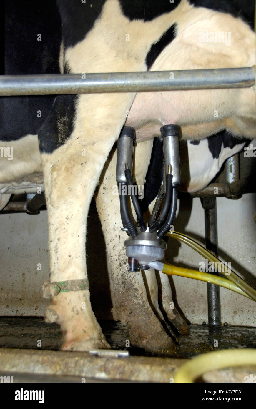 Farmer milks dairy cattle with latest technology Stock Photo Alamy