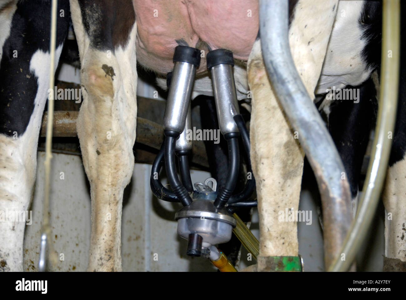 Farmer milks dairy cattle with latest technology Stock Photo Alamy