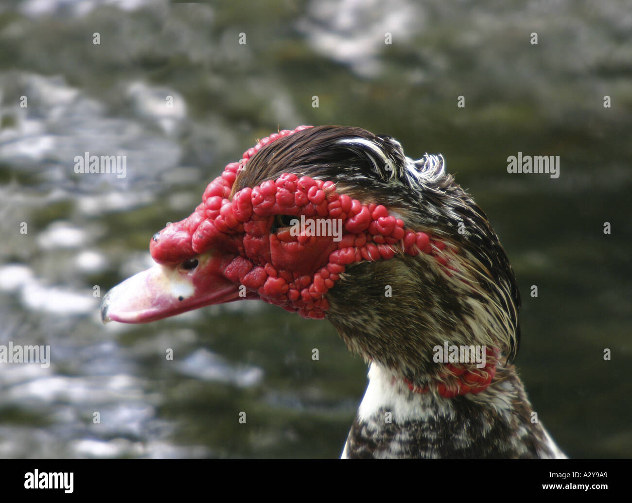 Close Up Shot Of The Eye Of A Male Muscovy Duck Stock Photo