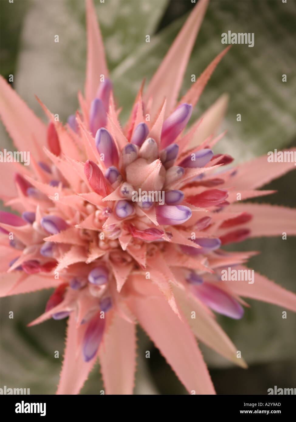 A brilliant pink and purple Bromeliad bloom These plants produce a