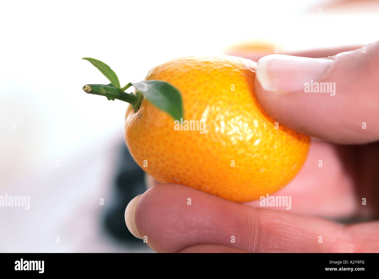 Chinese tangerine - kumquat Stock Photo