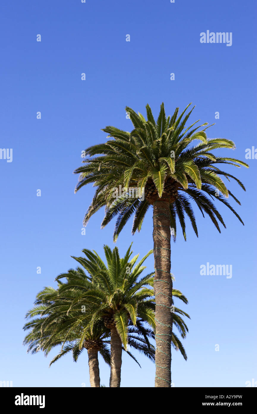 three Canary Islands Date Palm Phoenix canariensis against a blue sky Tenerife Canary Islands Spain Stock Photo