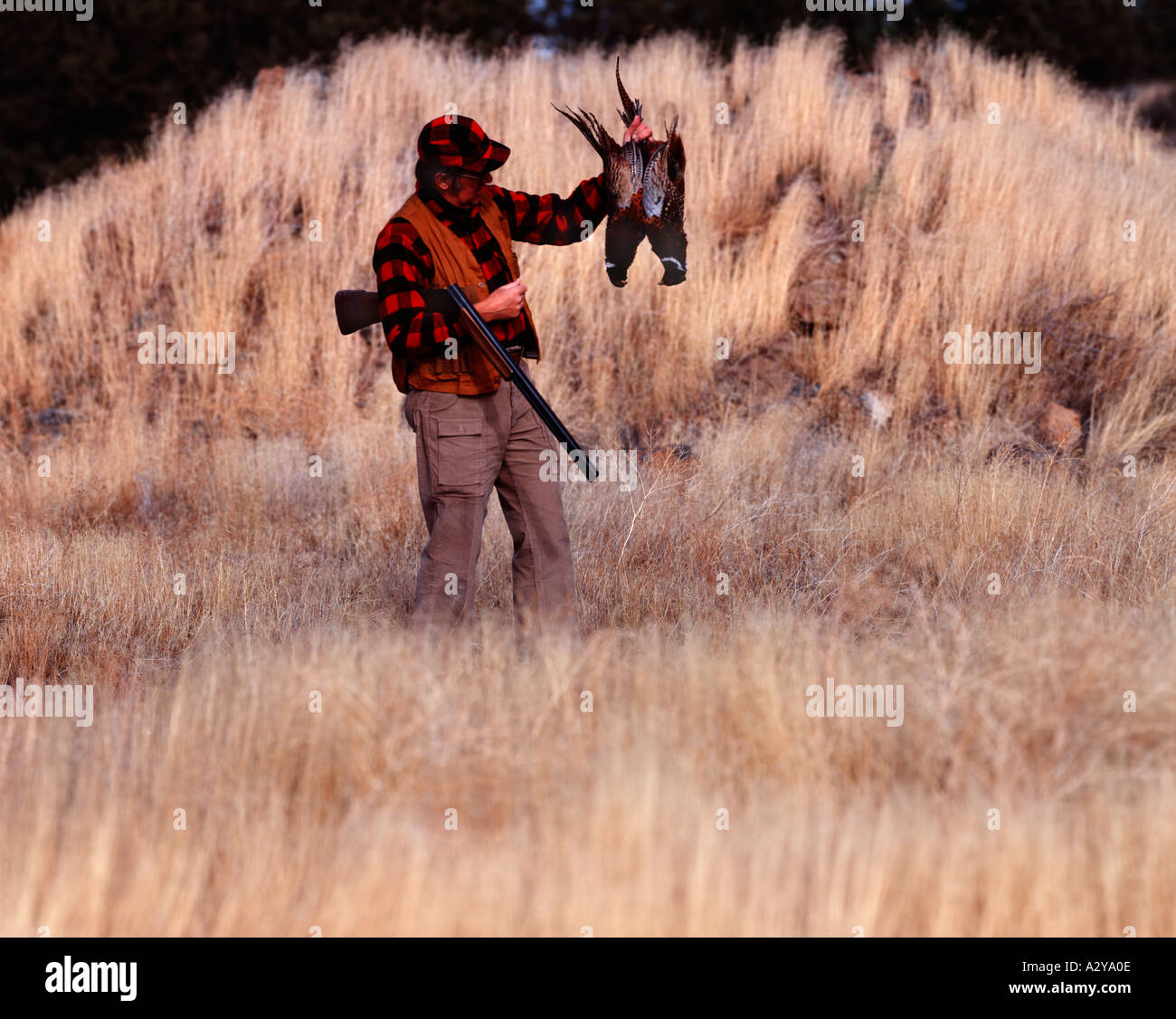 Pheasant hunter pauses to check his bag of two ringnecks Stock Photo