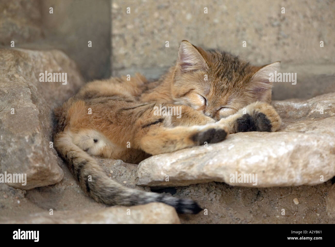 A sand cat sleeping on warm rocks Stock Photo Alamy
