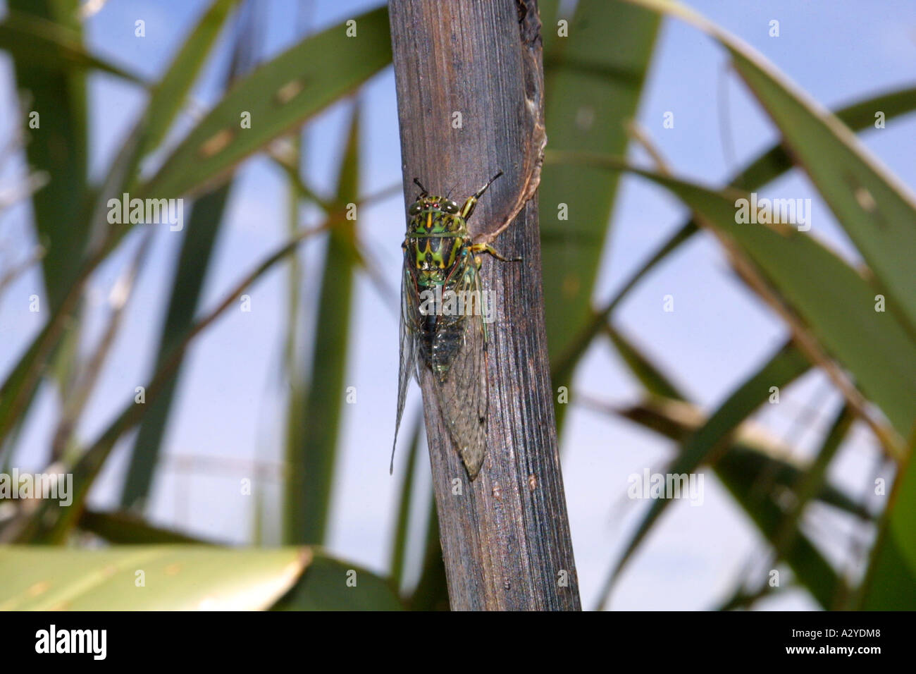 Cicada on branch with flax leaves in the background, New Zealand Stock Photo