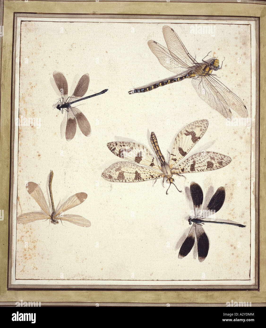 Dragonflies and damselflies Stock Photo - Alamy