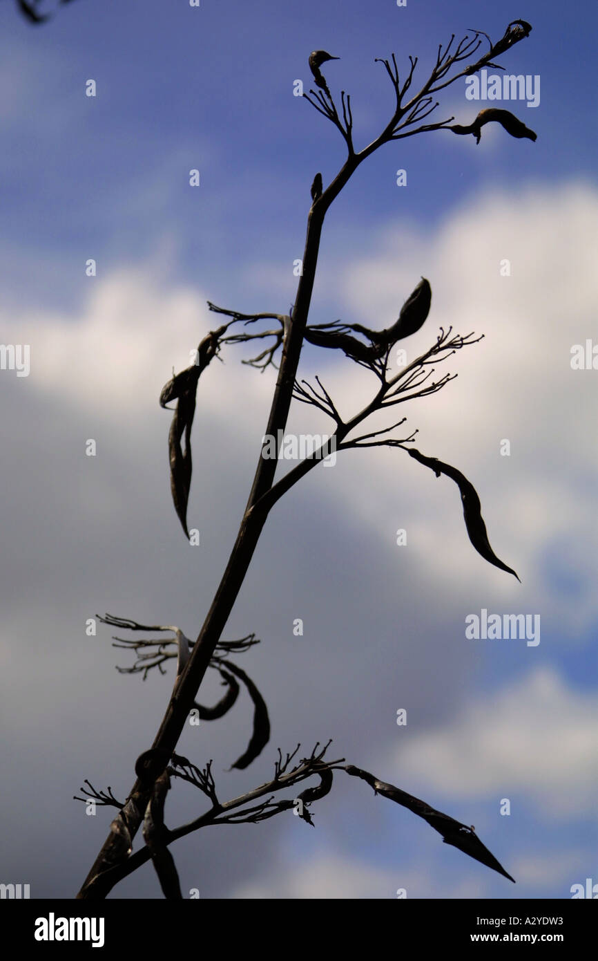Flax pods silhouetted against a cloudy sky, Botanic Gardens, Auckland, New Zealand North Island Stock Photo