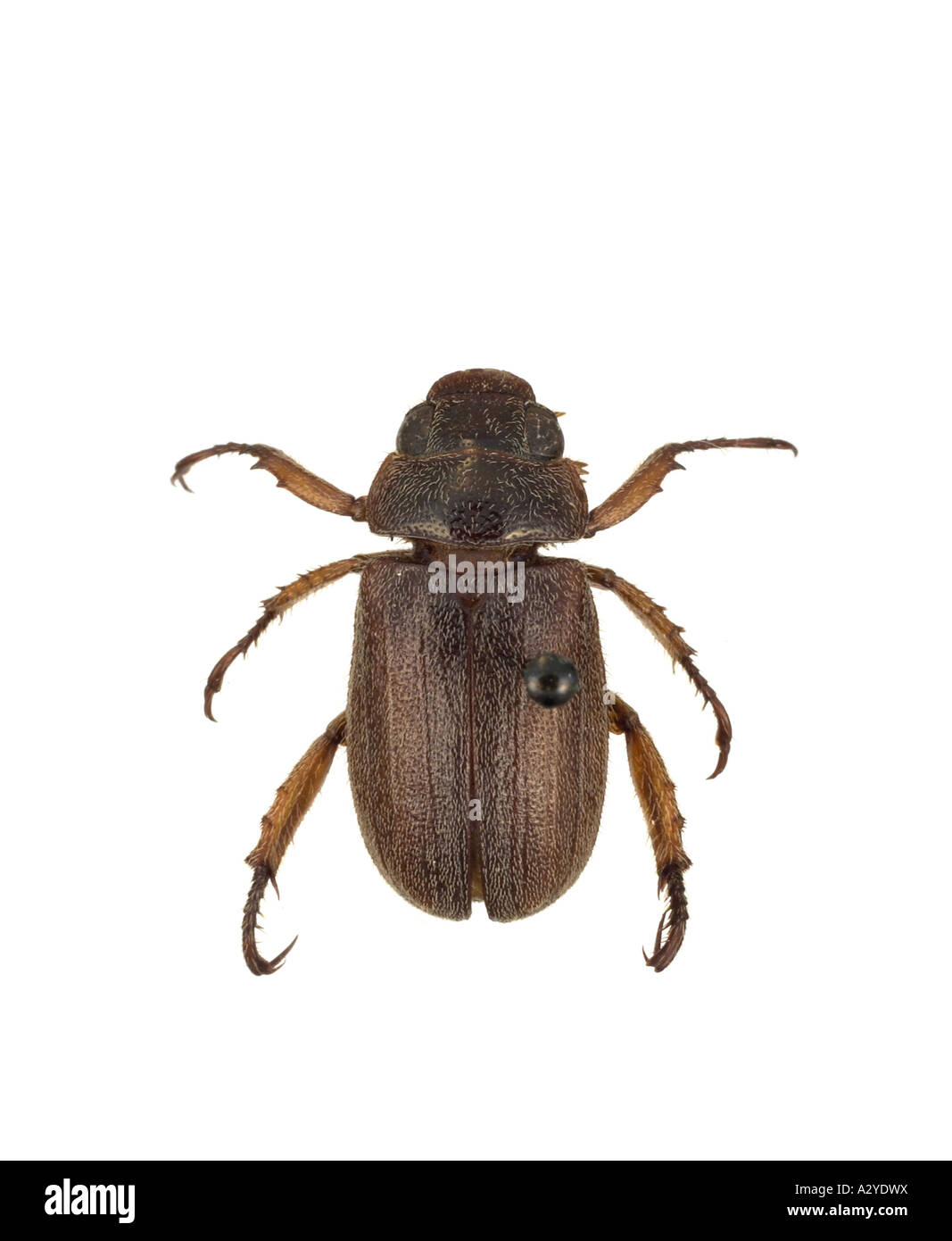 Adoretus versutus rose beetle Stock Photo